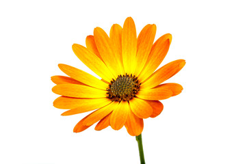 beautiful orange osteospermum or african daisy flower isolated on white