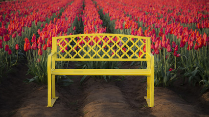 Bright yellow metal bench with rows of vibrant Christmas Dream/cherry pink colored tulips in background, no sky, no people, daytime - Wooden Shoe Tulip Farm, Oregon