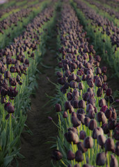 Naklejka premium Rows of dramatic Queen of Night, deep velvet maroon/black colored tulips green stems/leaves, no sky, no people, daytime - Wooden Shoe Tulip Farm, Oregon - vertical format