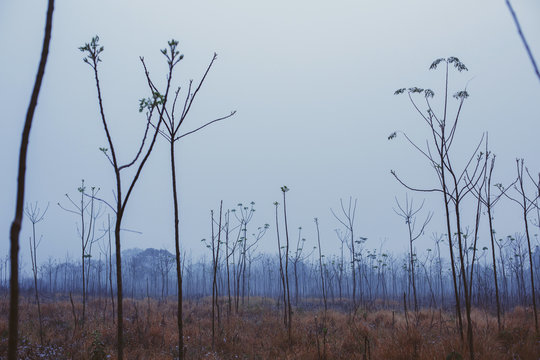 Fog field landscape