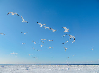 Seagulls on the shore of the frozen Gulf of Riga in the winter of 2018.