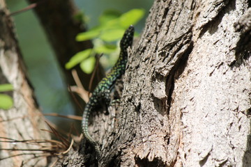 Corteccia e lucertola sullo sfondo