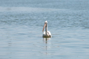 spot billed pelican or grey pelican in Thailand