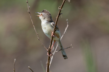 Obraz premium plain prinia is a small warbler