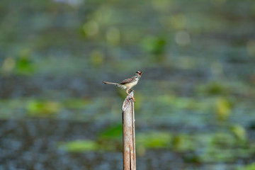 plain prinia  is a small warbler
