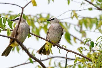 Yellow vented Bulbul