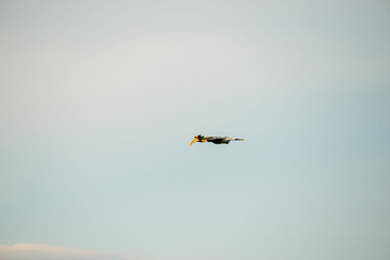 Flying great hornbill at Khao Yai national park, THAILAND