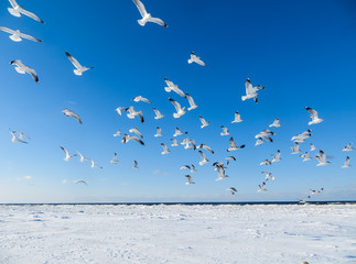 Seagulls on the shore of the frozen Gulf of Riga in the winter of 2018.
