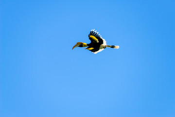Flying great hornbill at Khao Yai national park, THAILAND © joesayhello