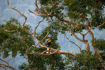 Great hornbill at Khao Yai national park, THAILAND