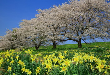 Fototapeta premium 桜と水仙