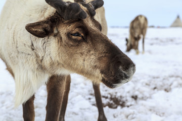 The reindeer looks at the camera