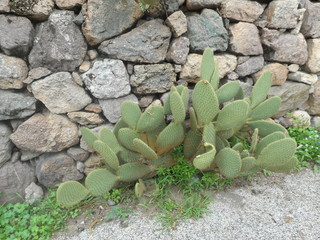 Feigenkaktus Opuntia