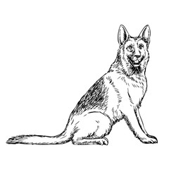 German Shepherd hand drawn