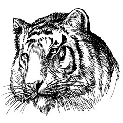 head of tiger hand drawn