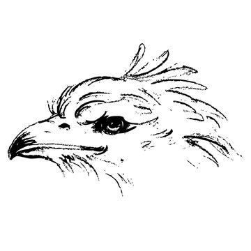Black and white angry eagle head
