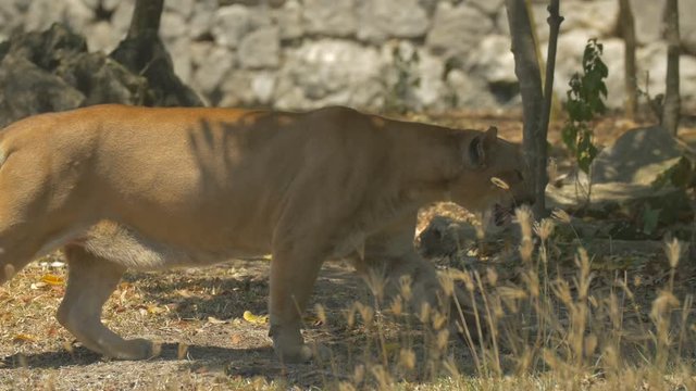 Cougar walking 