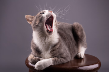 Gato abriendo la boca 