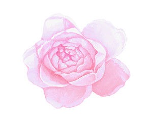 Isolated pink watercolor painting peony flower