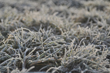 Natural background. Frozen grass covered with hoarfrost close up.