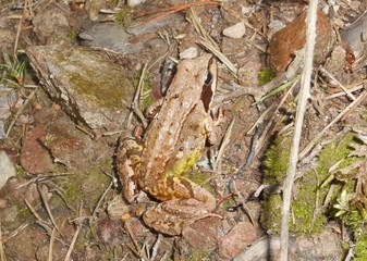 Frosch