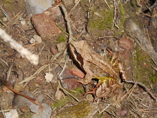 Frosch