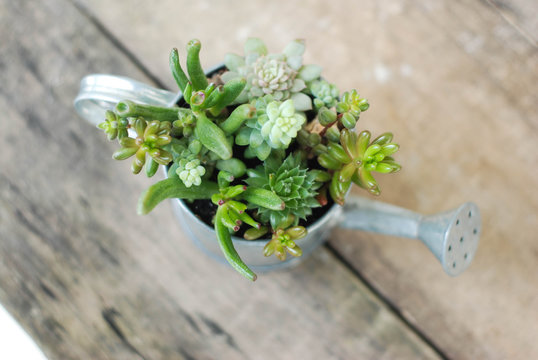 Mix variety of Succulent Flowers in in Watering Can. Rustic wooden board.