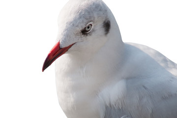 Close up of a seagull isolated on white background - clipping paths