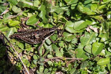 Grasshopper on Mount Hotham, Victorian High Country, Australia