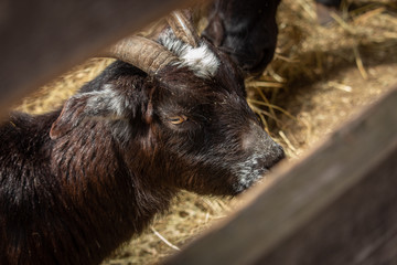 Goat in the enclosure