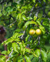 Riping yellow plums on branch with leaves close-up, selective focus, shallow DOF