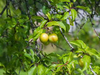 Riping yellow plums on branch with leaves close-up, selective focus, shallow DOF