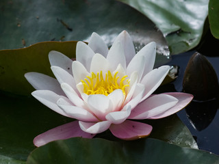 European White Waterlily, Water Rose or Nenuphar, Nymphaea alba, flower close-up, selective focus,...