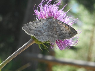 Falter Schmetterling