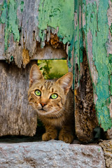 Cat with green eyes peering out of an old green wooden door, Greece