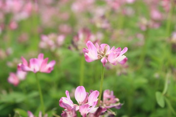 Obraz premium れんげそう レンゲ1