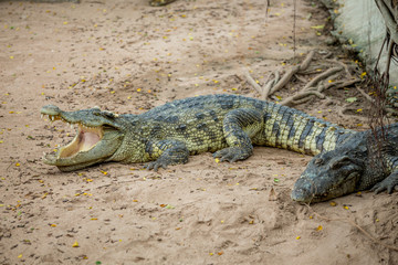 Fototapeta premium Crocodile , thailand