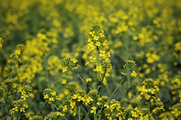 Oil rape, closeup of blossoming canola plants in field, early spring