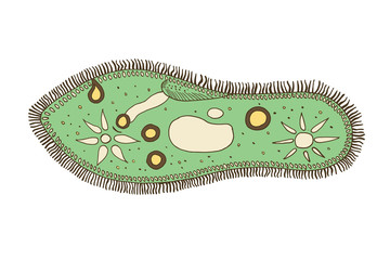 Infusoria slipper vector illustration. Bacteria and dirt.