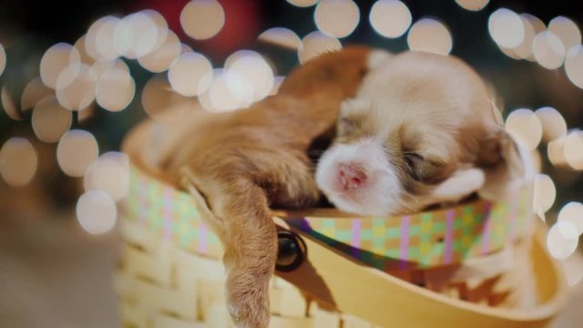 Cute puppy sleeping in a basket background of blurry lights