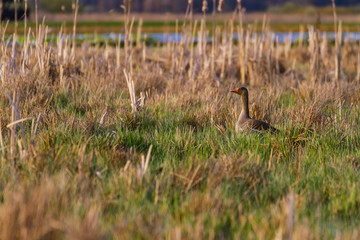greylag goose