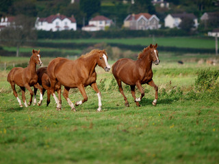 Obraz premium Running Horses