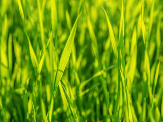 Fresh Spring Green Grass Blades