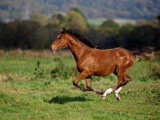 Obraz premium Running Foal