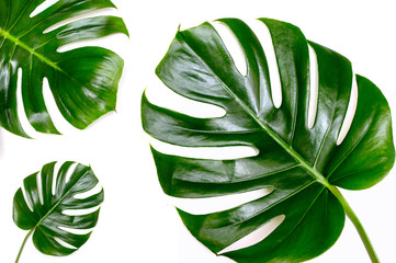 Leaf of monsters on a white background