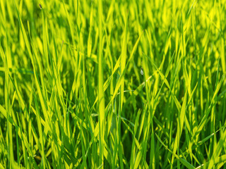 Green Grass In Spring With Insect Sitting On A Blade