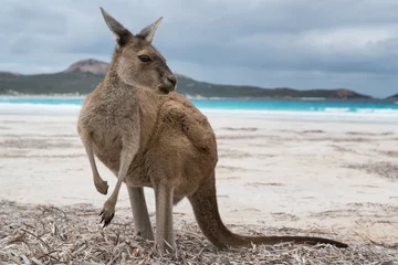 Foto auf Acrylglas Cape Le Grand National Park, Westaustralien Kängurus am weißen Strand von Lucky Bay, Cape Le Grand National Park, Western Australia
