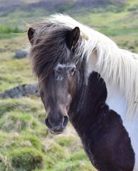 Portrait of an Icelandic horse - pinto