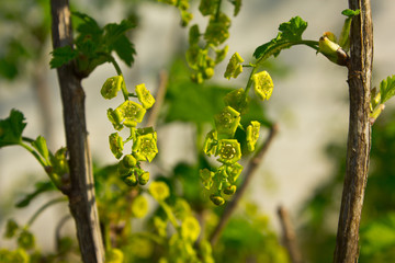 Flowering white currant. Small flowers give off nectar