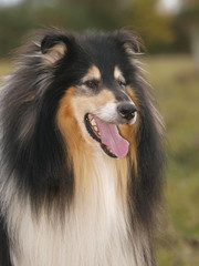 Collie Dog